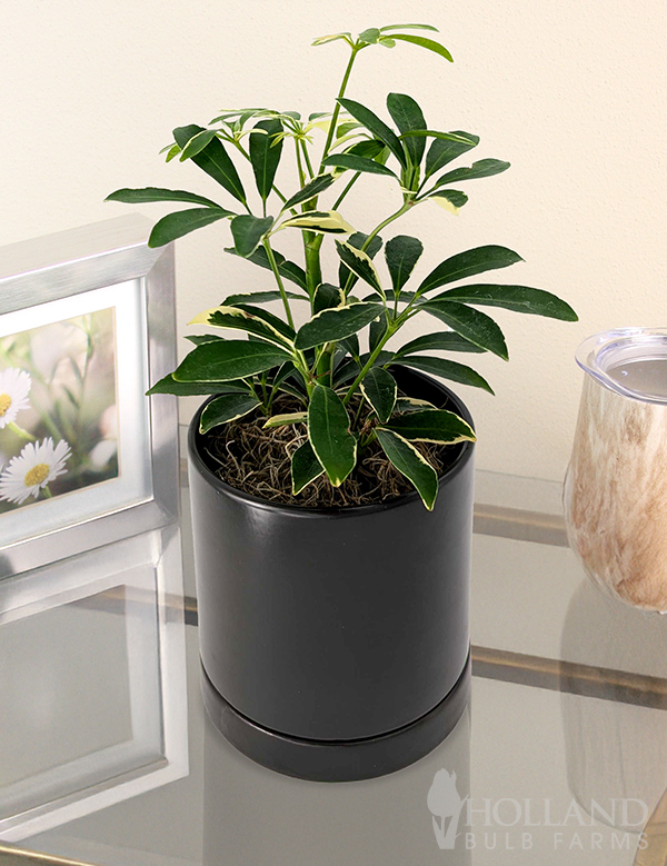 japanische stechpalme toom Ilex crenata