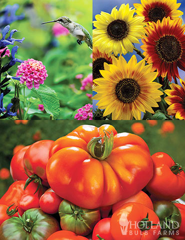 Seed Saver Collection tomato seeds for sale, sunflower seeds for sale online, seeds that attract butterflies, seeds that attract hummingbirds, seeds sunflower, seeds tomato, 