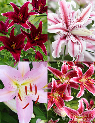 Shades of Pink Oriental Lily Collection 