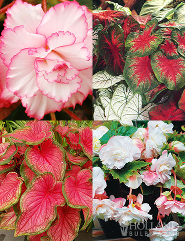 Shady Container Garden Collection shady container garden, potted shade plants, begonia bulbs for sale, caladium bulbs for sale, caladium bulbs, begonias, caladiums