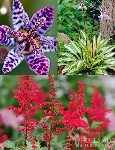 Shady Nook Garden Collection astilbe, hosta, toadlily, adding color to shade, shade plant ideas, shady nook garden collection, perennials for shade