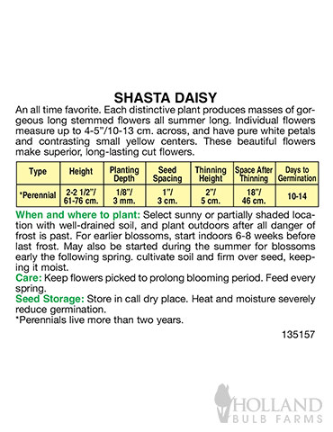 Shasta Daisy - 75611