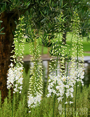 Shelfords Hybrid Mix Foxtail Lily - 87115