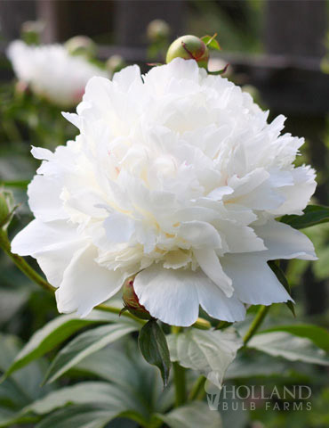 Peony 1 Root Perennial Resistant Reblooming Rhizome Flower Unique Garden Gifts