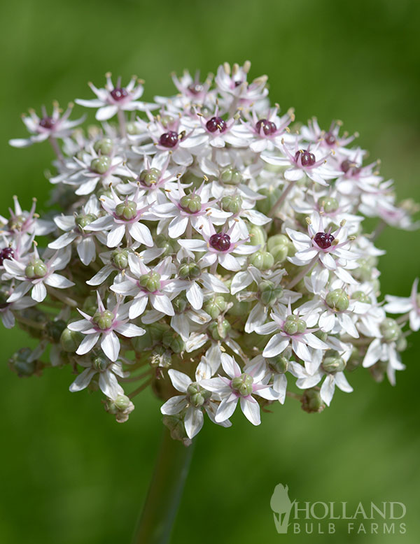 Silver Spring Allium