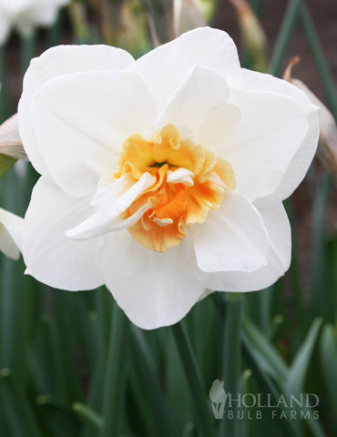 Sir Winston Churchill Daffodil 