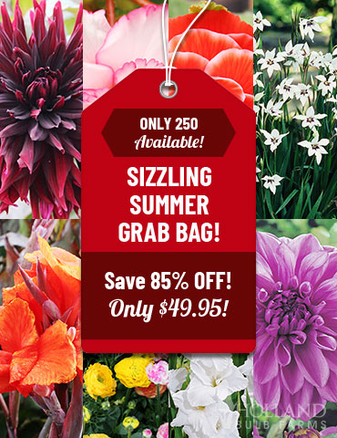 Sizzling Summer Grab Bag flowers on sale, dahlias for sale, begonias for sale, best deals on flower bulbs, clearance plants, clearance flowers, clearance perennials 