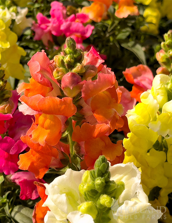 Snapdragon Sweet Duet Mix