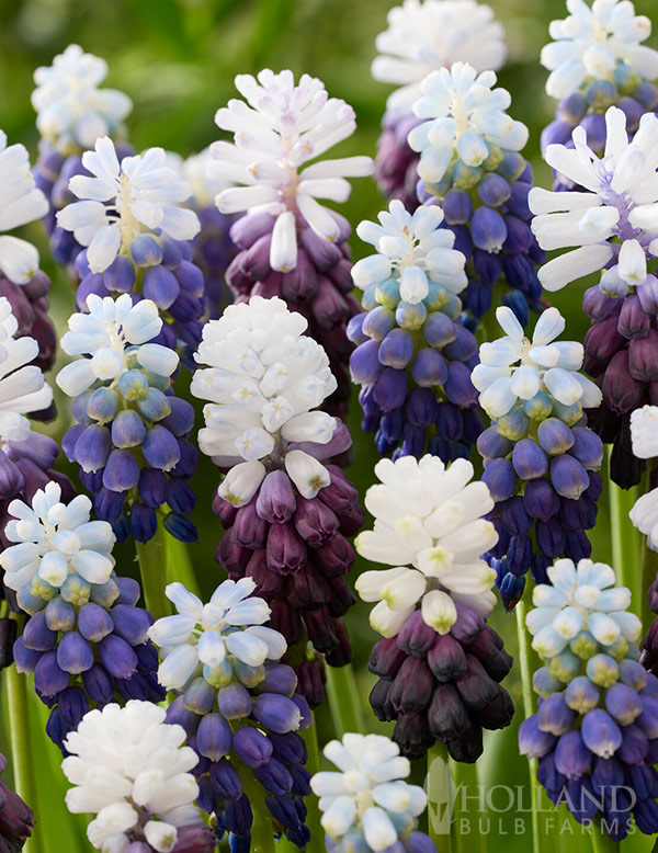 Snow and Ice Muscari Mix