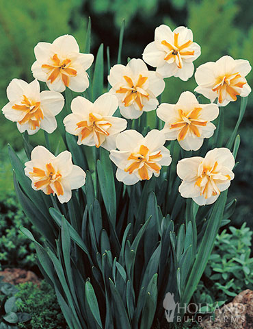 Sorbet Daffodil 