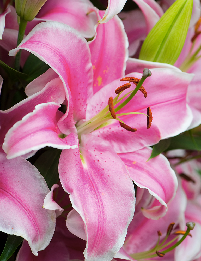 Curly Sue Oriental Lily Jumbo Pack 
