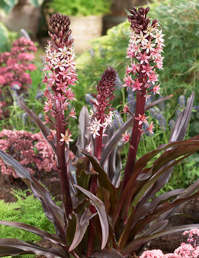 Sparkling Burgundy Pineapple Lily 