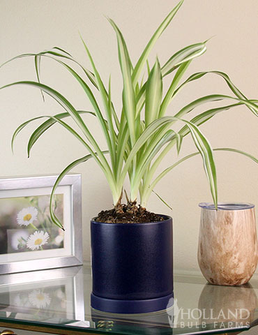 Spider Plant (Reverse Variegated)