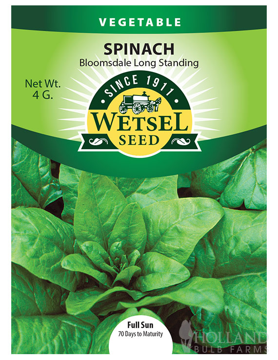 Spinach Bloomsdale Long Standing