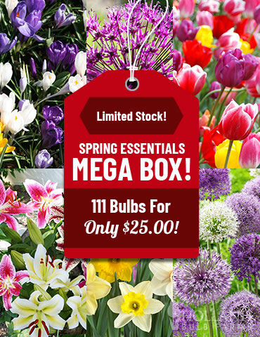 kalmeren Voorwaardelijk Tot stand brengen Spring Essentials Mega Box | Flower Bulbs for Sale Online | Fall Planted Flower  Bulbs