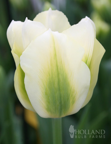 Spring Green Green Tulip 