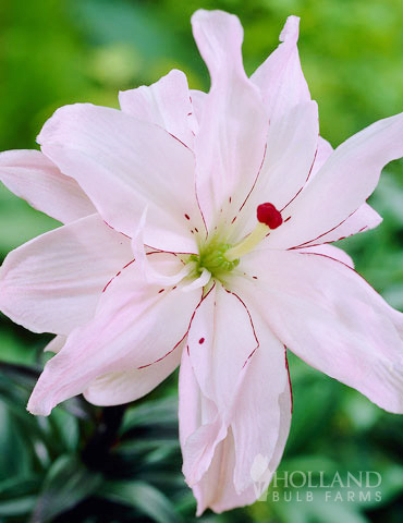 Spring Pink Double Asiatic Lily 