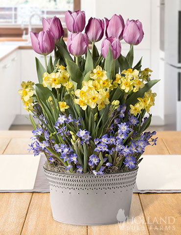 Spring Songbird Potted Bulb Garden  potted bulb garden, indoor garden gifts, pre-potted tulips, pre-potted daffodils, gifts for gardeners, garden related gifts, gifts for people who love to garden 