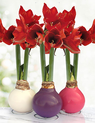 Spring Waxed Amaryllis Collection (3-Pack) 