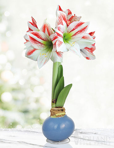 Spring in Your Step Waxed Amaryllis 