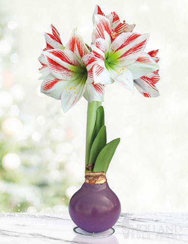 Spring is in the Air Waxed Amaryllis 