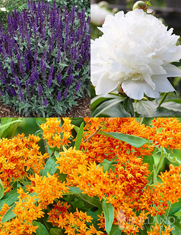 Spring to Summer Garden Collection spring to summer garden collection, late spring perennials, early summer perennials, what flowers in early summer, what flowers after my bulbs finish, peonies, salvia, cranesbill 