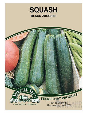 Squash Black Zucchini 