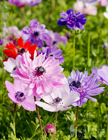 High quality spring flowering bulbs 50 Anemone St Brigid CormsMixed Colours