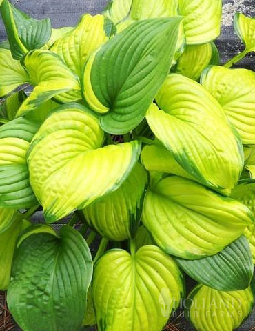 Stained Glass Hosta - 77417
