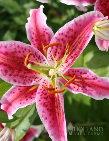 Stargazer Lily