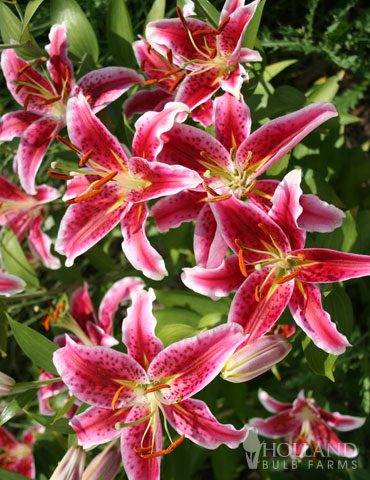 Stargazer Oriental Lilies - 86100