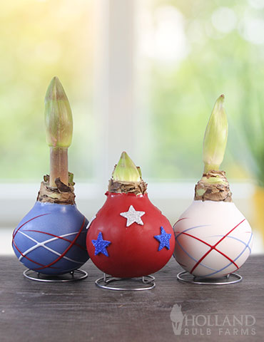 Stars &amp; Stripes Waxed Amaryllis Collection - 92243