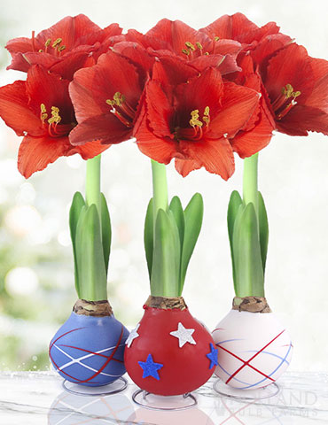 Stars & Stripes Waxed Amaryllis Collection 