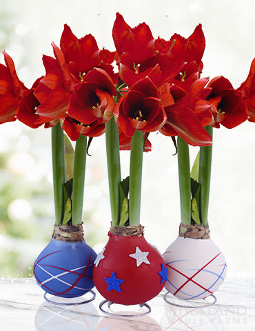 Stars & Stripes Waxed Amaryllis Collection