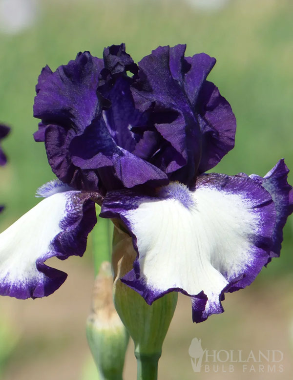 Steppin In Bearded Iris