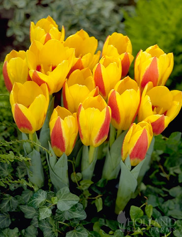 Stresa Kaufmanniana Tulip 