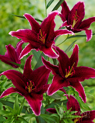 Sumatra Oriental Lily 