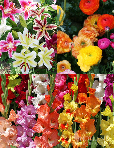 Summer Bouquet Garden cut flowers, flowers for bouquets, gladiolus bulbs, ranunculus, lily bulbs, mixed lilies, buttercup flowers