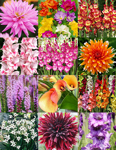 Summer Cut Flower Garden - 79194