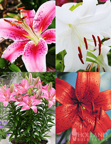 Summer Lily Collection  oriental lily bulbs, asiatic lilies, asiatic lily bulbs, lily collection, stargazer lilies, casa blanca lilies, tiger lilies