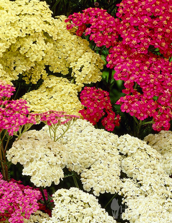 Summer Pastels Yarrow Mix Pre-Potted Duo