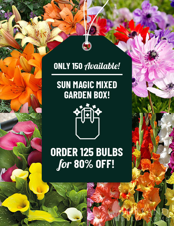 Sun Magic Mixed Garden Box