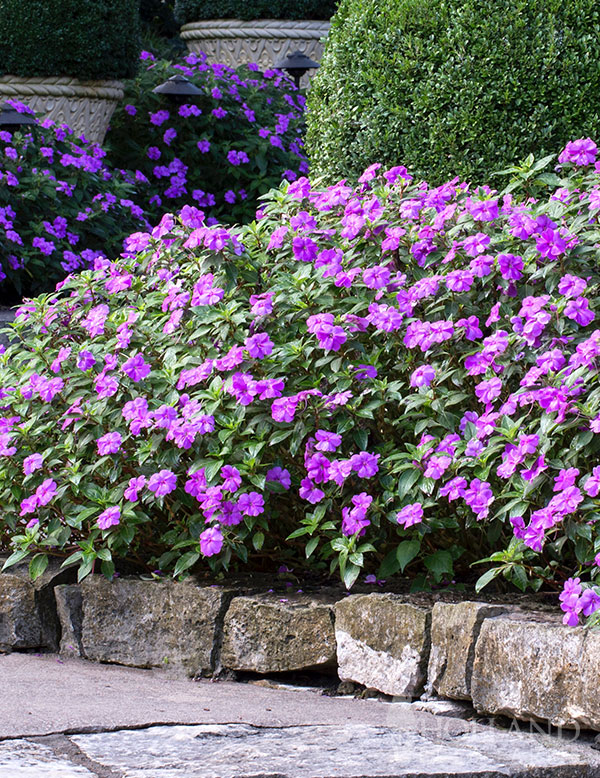SunPatiens® Hawaiian Sunset Plant Start 3-Pack | Holland Bulb