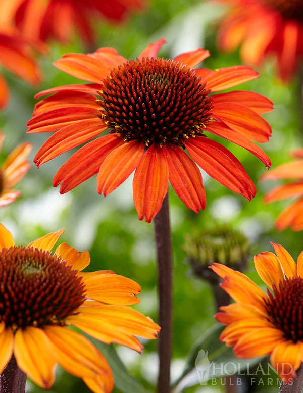 SunSeeker Orange Coneflower