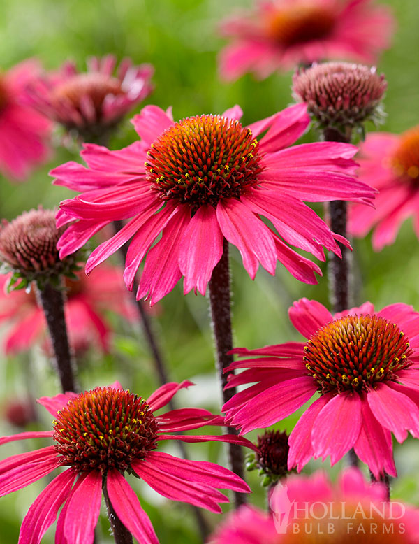 SunSeeker Pink Coneflower