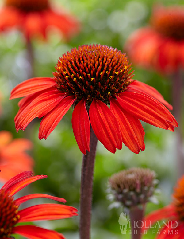 SunSeeker Red Coneflower