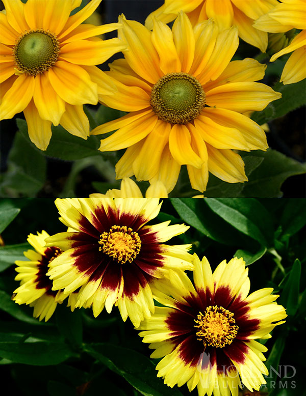 Sunburst Pre-Potted Duo