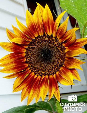 Sunflower Collection - 75730