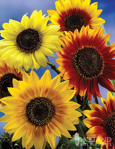 Sunflower Collection sunflower seeds, grow sunflowers, velvet queen sunflowers, teddy bear sunflowers, 