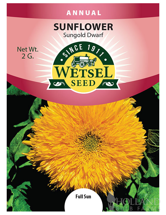 Sunflower Dwarf Double Sungold